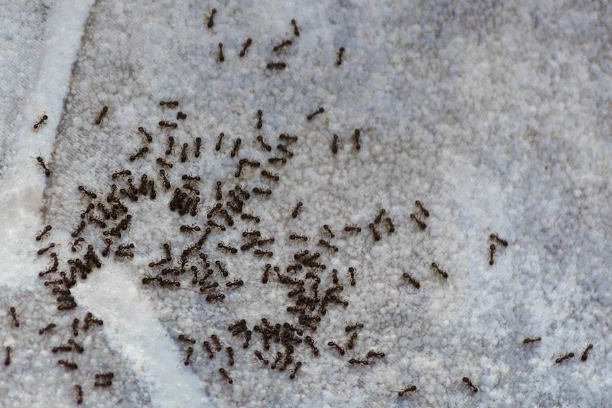 The current months bring heavy populations of ants, yellow jackets, bees, and stink bugs. Our team helps to avoid unwanted infestations for residential and commercial customers. rochesterpestpro.com