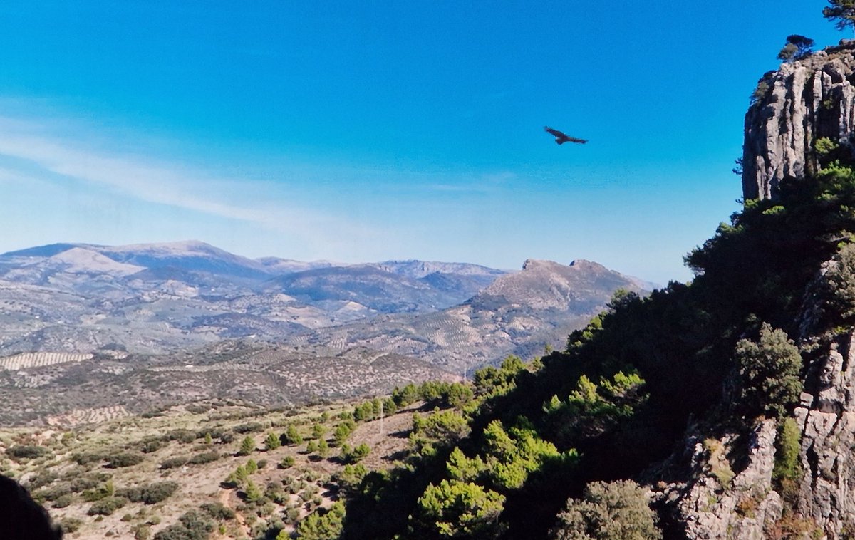 rafamartinez_DT's tweet photo. ¡¡¡PRECIOSA!!!. Preestreno de "Iberia, naturaleza infinita" 🦅🍃🦤🐾🕊 del biólogo Arturo Menor.  Enhorabuena 👏 👏👌👍👏👏 https://t.co/9GT8jLkud3