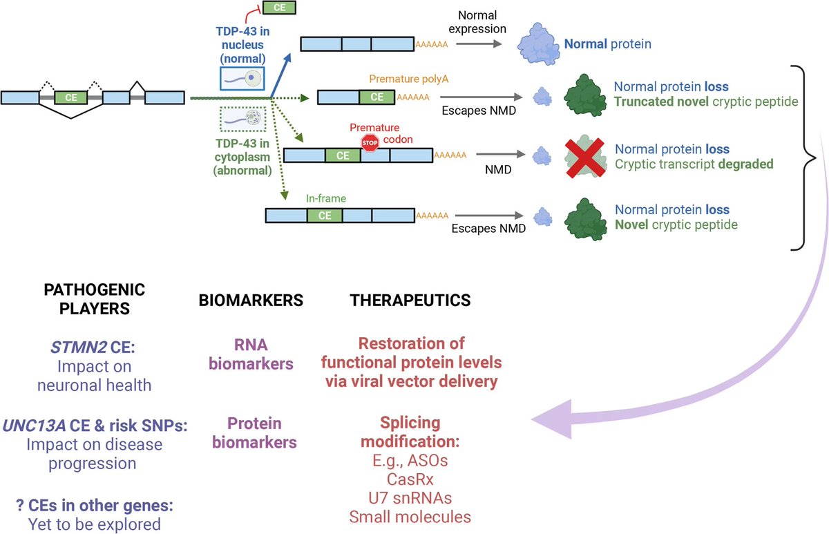 Pleased to share this first-author review, out now in @MolNeuro! 'The era of cryptic exons: implications for ALS-FTD' We discuss recent discoveries & the exciting opportunities that cryptic exons offer for the development of novel therapies & biomarkers in #ALS #MND #FTD 🧠🧪