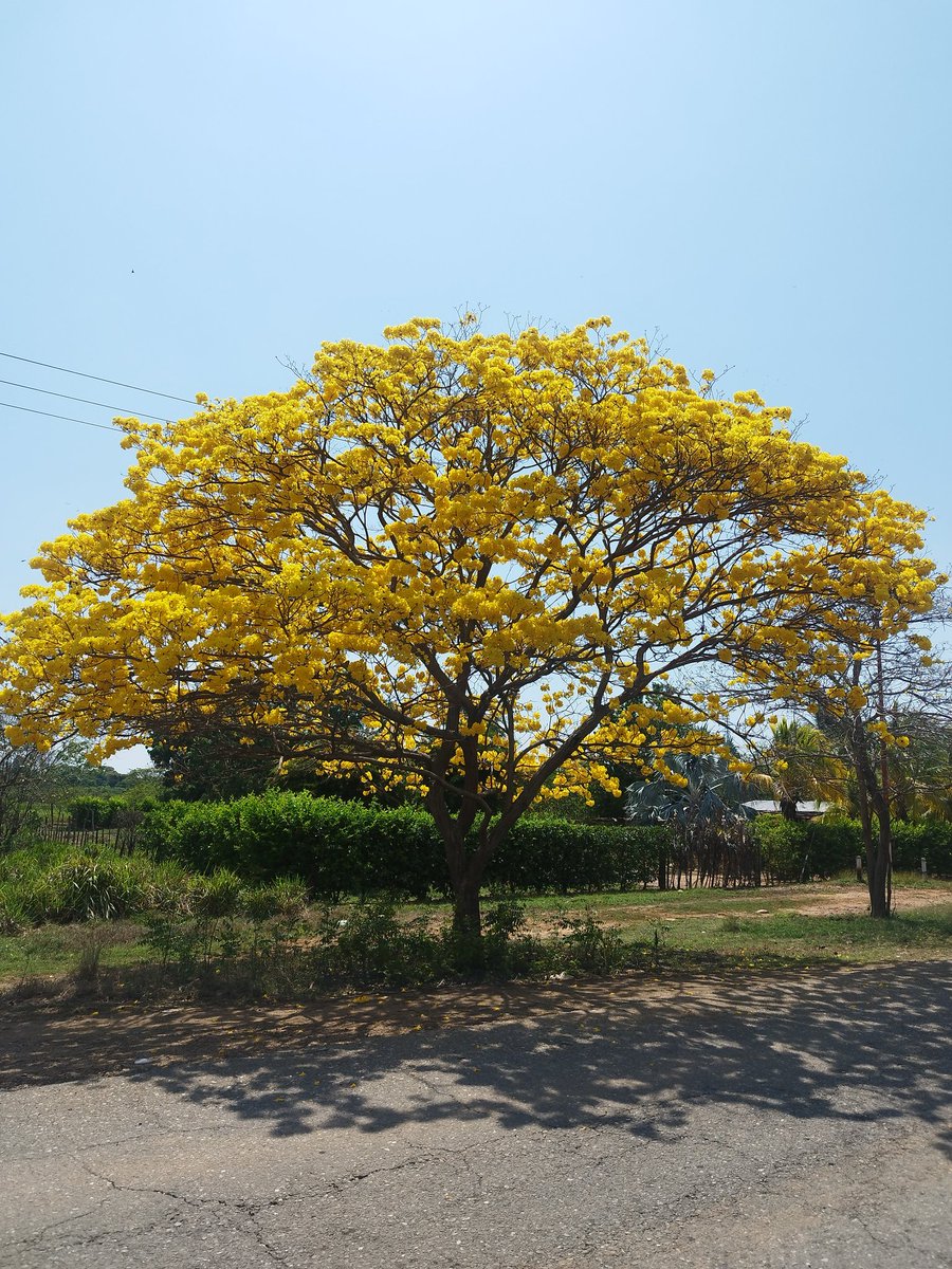 frayrafaoar's tweet photo. Conocido con los nombres de araguaney, guayacán amarillo, flor amarillo, guayacán, zapatillo, zapito, roble amarillo, cañahuate y tajibo, es nativo de los bosques secos de la zona intertropical americana. Todavía en éstos meses, se deja lucir nuestro árbol nacional. https://t.co/PMwx3AJkdQ