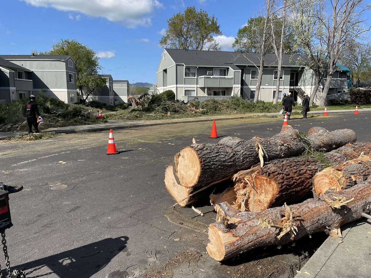 Brooks_Jarosz's tweet image. CLEAN-UP: After yesterday’s fierce wind, crews are hard at work in #Livermore clearing the massive trees that toppled.