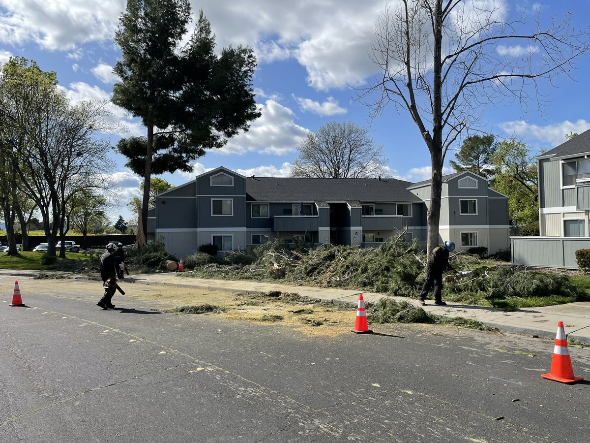 Brooks_Jarosz's tweet image. CLEAN-UP: After yesterday’s fierce wind, crews are hard at work in #Livermore clearing the massive trees that toppled.