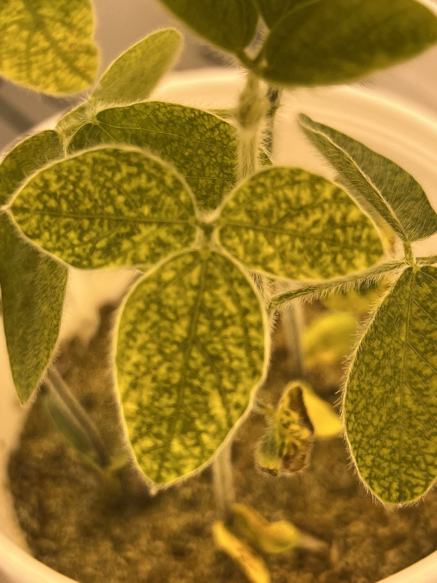 baldpathologist's tweet photo. The early stages of taproot decline in soybean. Observing the interveinal chlorosis isn’t always easy in the lower canopy in field situations, but it is in the growth chamber @MSSOY #mscrops https://t.co/QB6XGqkXBQ