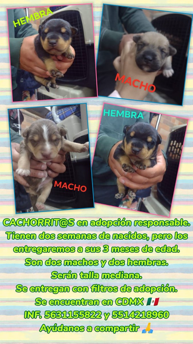MalixYaah's tweet photo. Bebés perritos en adopción responsable. 
#adopt #AdoptDontShop #hogarresponsable https://t.co/BYBTzME7m5