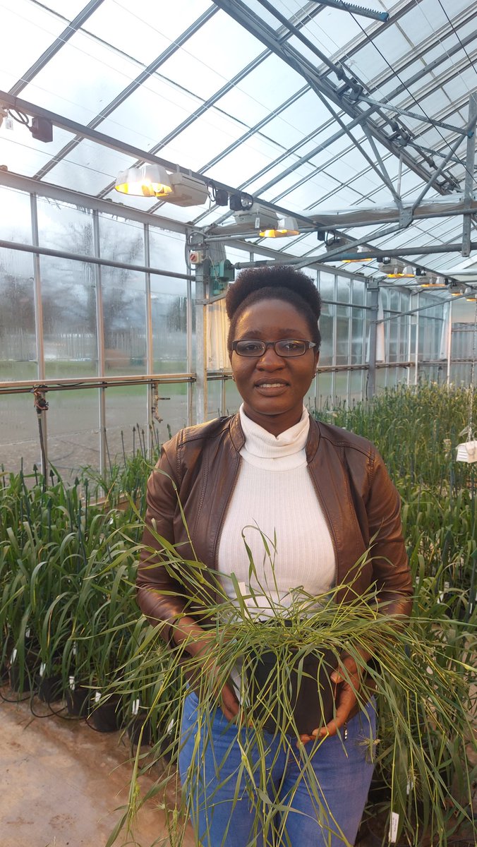 Wheat_ResearchCentre tweet media