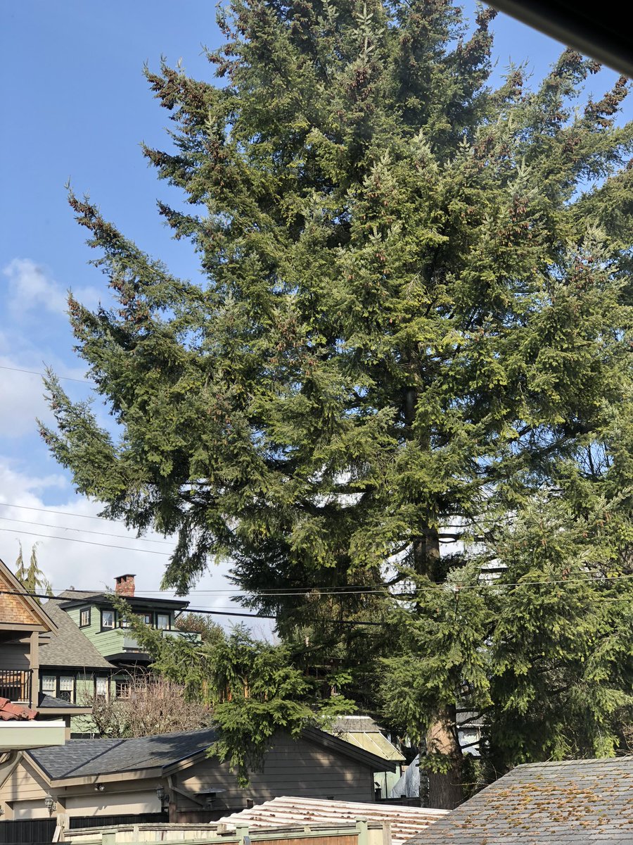 JanMalcolm67's tweet photo. @Dr_Christine_Ho Today’s #roompic of the tree outside my window. Blowing in the breeze, with lots of birds and squirrels after the cones. https://t.co/d5f55UGpaG