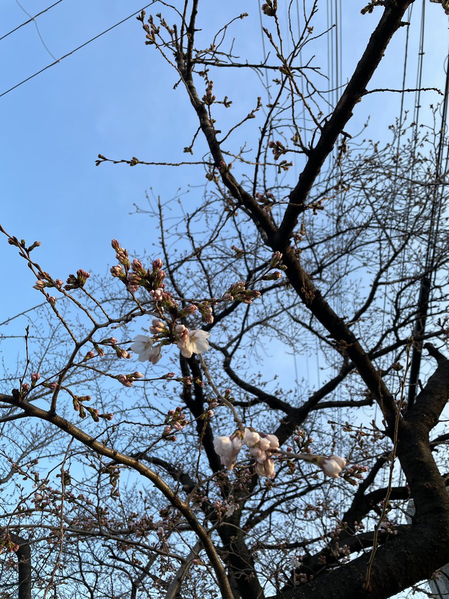 「あそこの桜はもう咲き始めたあそこの桜が。。 」|ムスメミユキのイラスト
