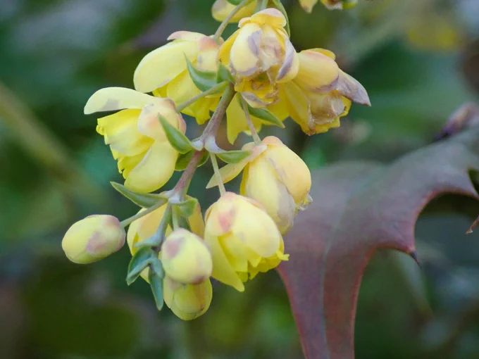 ヒイラギナンテンの花。まあるい蕾のぽこぽこ感と、葉のチクチク感のギャップが良い 