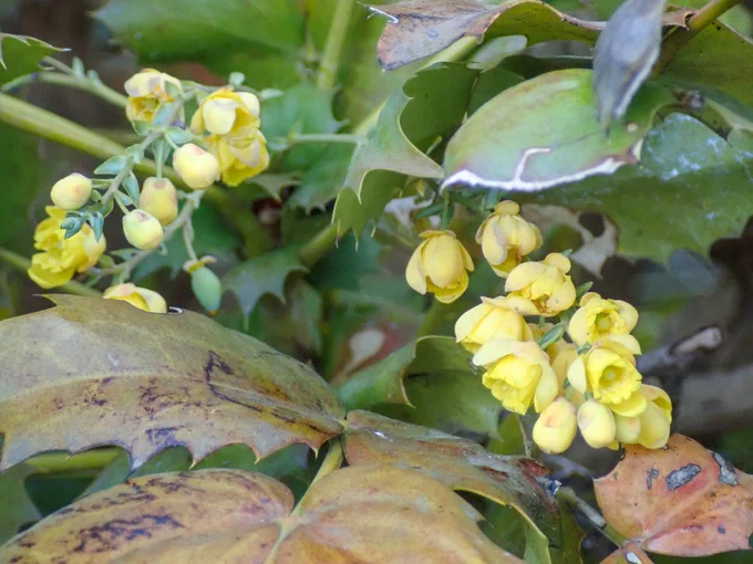 ヒイラギナンテンの花。まあるい蕾のぽこぽこ感と、葉のチクチク感のギャップが良い 