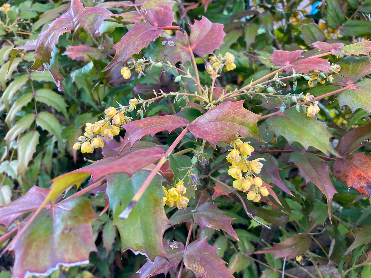 「ヒイラギナンテンの花。まあるい蕾のぽこぽこ感と、葉のチクチク感のギャップが良い 」|かみま@OPVR7 北の広場-M-3 クロタネソウ。のイラスト