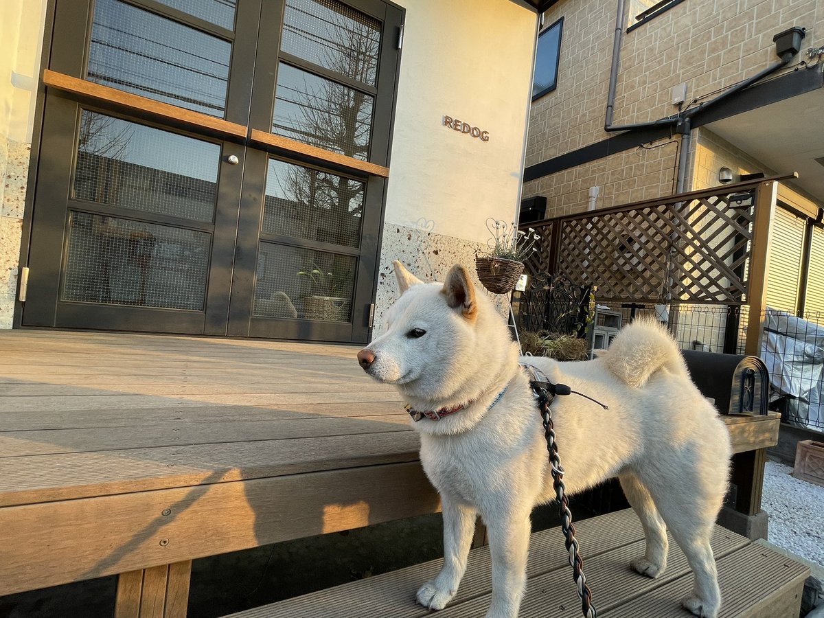 ZZrm1LGdybio029's tweet photo. 今日の朝散歩🐕
琥珀地方6℃☀️
最近の6時はほんと明るくなった。
朝はまだ少し涼しいけど、
日中は暖かくなってきたね♪
②③お決まりのREDOGの前で
ハイポーズ‼️
#柴犬
#白柴
#赤柴
#黒柴
#胡麻柴
#しばいぬ
#琥珀
#こはく
#朝散歩
#お散歩
#REDOG
#ポーズ https://t.co/P7p9bDE5Hn