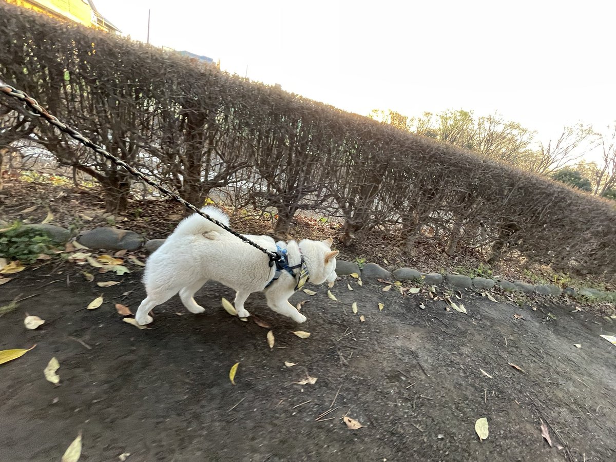 ZZrm1LGdybio029's tweet photo. 今日の朝散歩🐕
琥珀地方6℃☀️
最近の6時はほんと明るくなった。
朝はまだ少し涼しいけど、
日中は暖かくなってきたね♪
②③お決まりのREDOGの前で
ハイポーズ‼️
#柴犬
#白柴
#赤柴
#黒柴
#胡麻柴
#しばいぬ
#琥珀
#こはく
#朝散歩
#お散歩
#REDOG
#ポーズ https://t.co/P7p9bDE5Hn