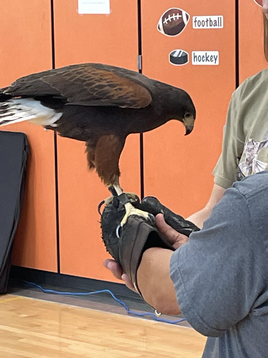 OkruchMrs's tweet photo. Hawk Quest was an amazing assembly! @DouglassElem @harveyoaxaca https://t.co/IfHSAxUN56