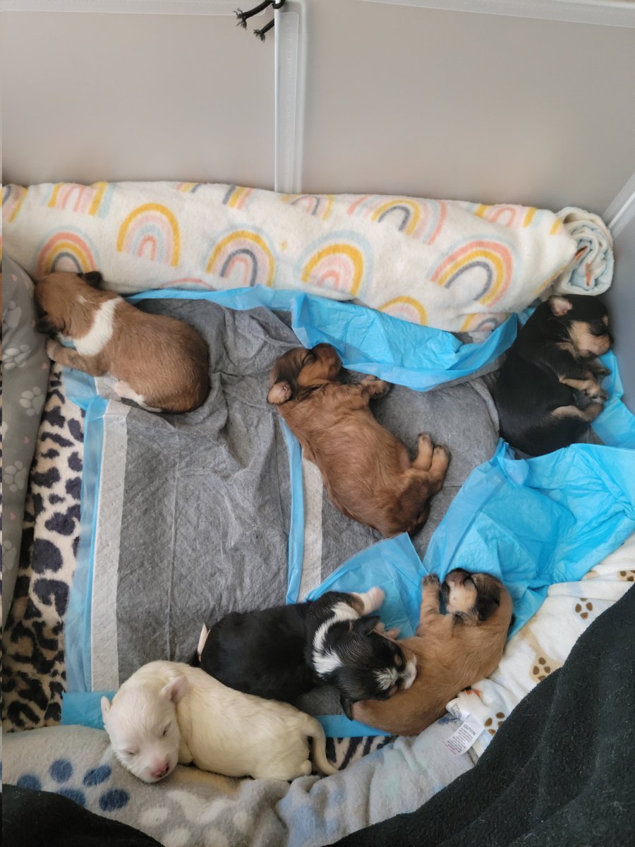 july1972twin's tweet photo. Adorable 2 week old small breed🐾🐾 YorkieHavanese🐕🐕 puppies🐕🐶🐾🐕🐶🐾 looking for loving ❤️❤️homes 🏡 DMV area https://t.co/6MInk2FpLH