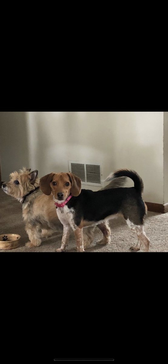 At 4:48 pm Chance got his angel wings. He started having a real bad cough. They said he had fluid in his lungs due to heart failure. I am so broken right now so if you don’t see me on here much that’s why. <a href="/MOBeagleHouse/">MOBeagleHouse</a> I told him to give Maddux and Mr. B a hug