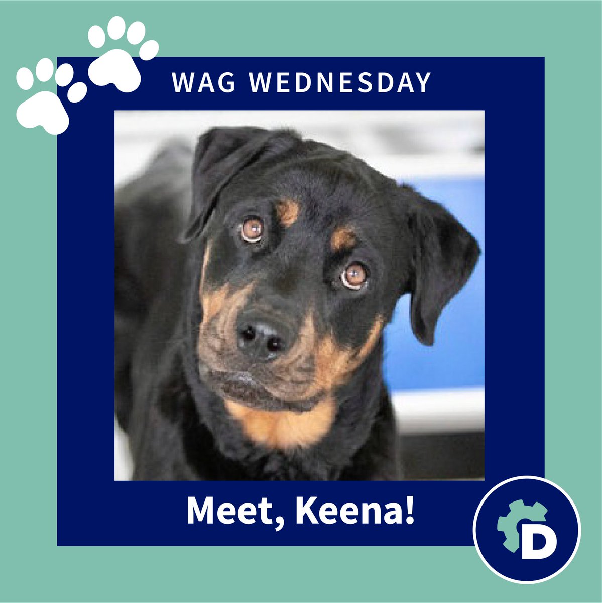 It is Wag Wednesday and we’re hoping to help Keena from National Mill Dog Rescue find a home. Keena is a three-year-old Rottweiler. 

To learn more about her, click here > hubs.ly/Q01GZJDF0!  

#NationalMillDogRescue #Dogumoto