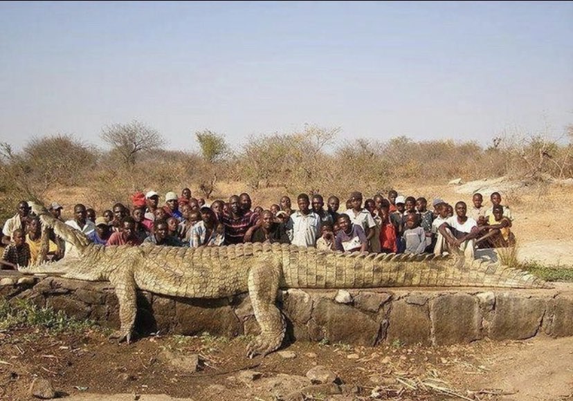 RikeshK28597982's tweet photo. This enormous Crocodile was pulled from the water in Zimbabwe back in 2010 after cows &amp; other vital livestock kept vanishing. 😱 https://t.co/bBKIRFWMmZ