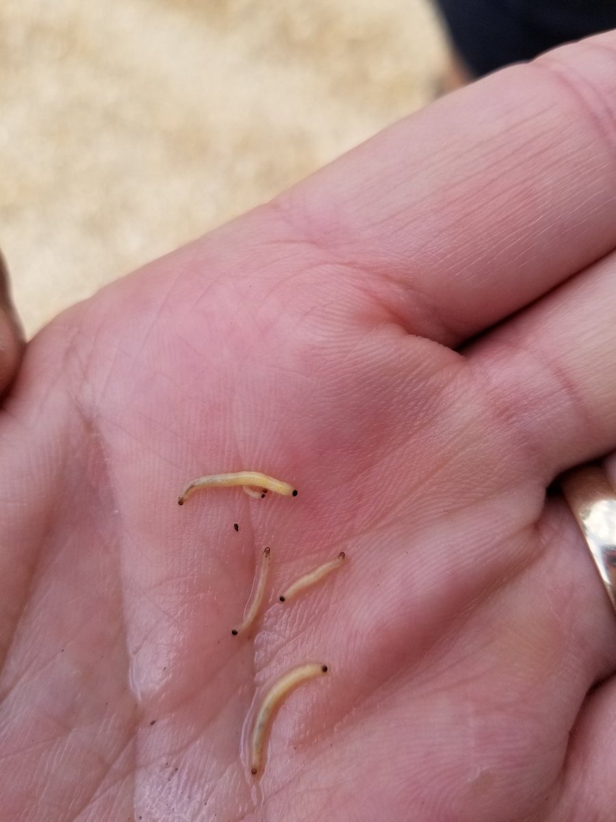 Western corn rootworm populations  increase in continuous corn. In MN, they're not  rotation resistant. Rotate high pressure fields out of corn for a year. Larvae starve.Problem solved. An opponent's strength can be their weakness. #cornrootworm <a href="/mncorn/">MN Corn Growers</a>
