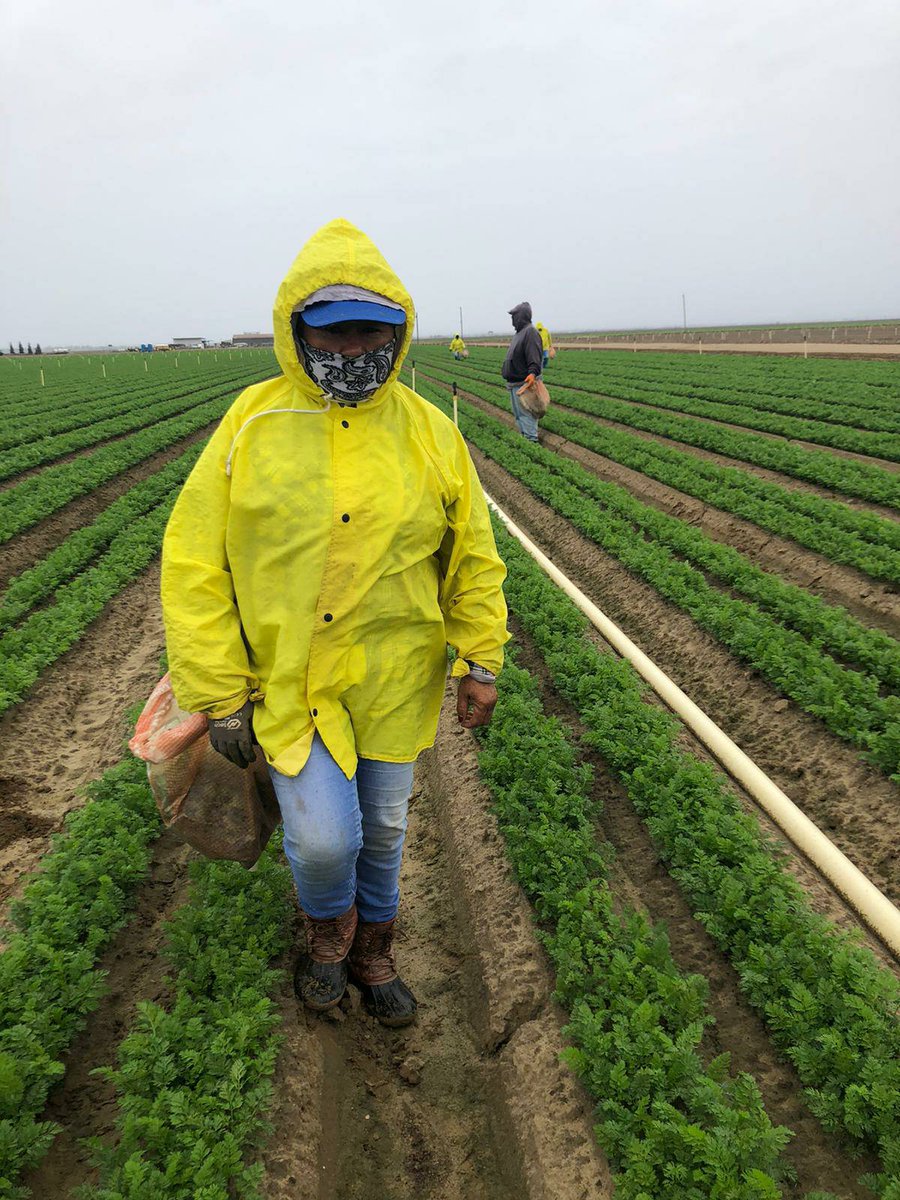 United Farm Workers on Twitter "Teresa is working cleaning the carrot