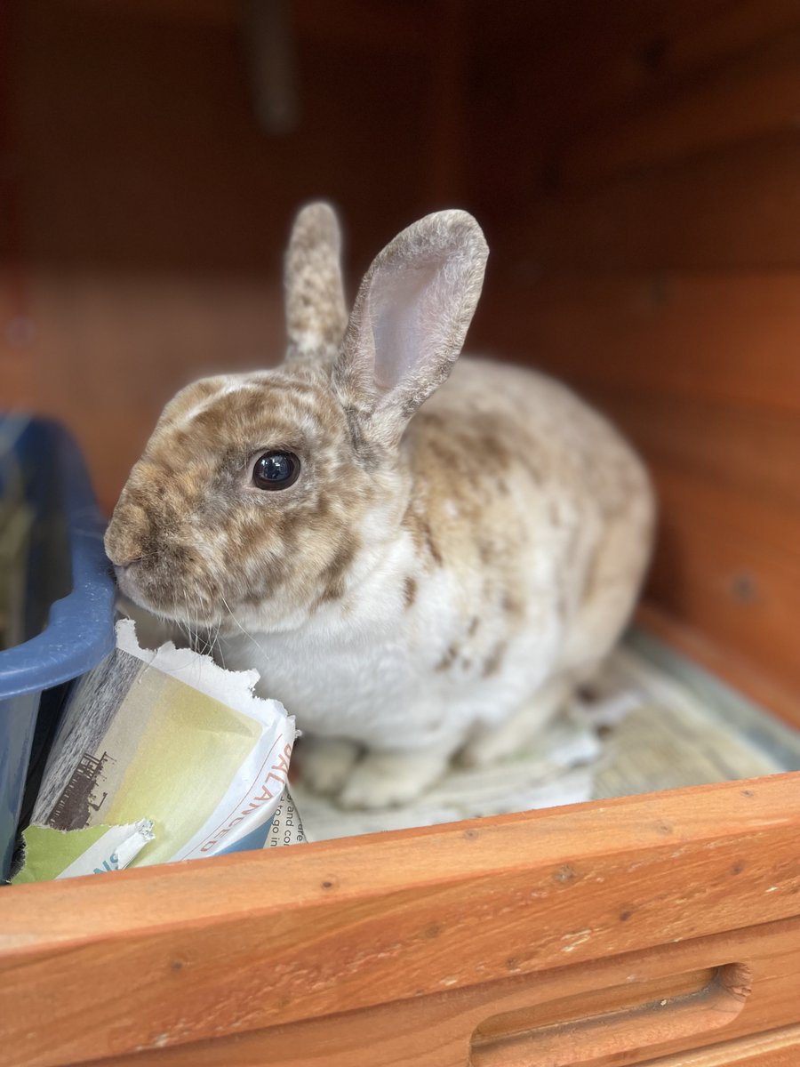 City Council highlights a Santa Monica Animal Shelter pet at every meeting. This week's pet is: Hamush, a five-year-old tri colored mini Rex Rabbit with velvety soft fur.

Learn more about Hamush and other rabbits waiting for their fur-ever homes: ow.ly/Lqex50NfOpC