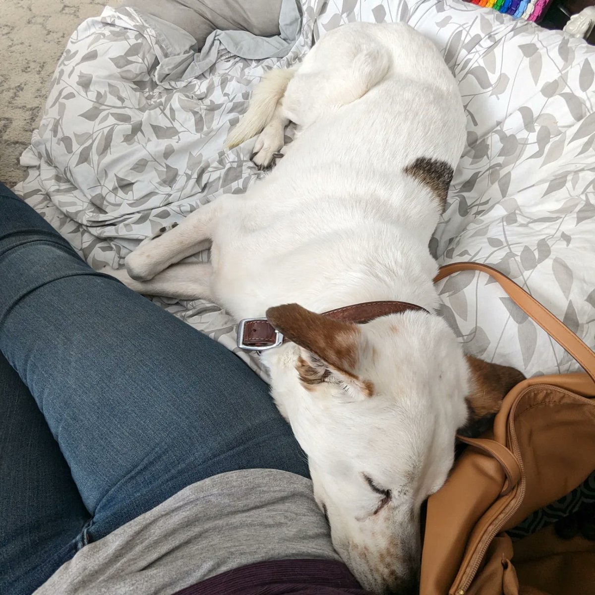 Allyson K Jackson tweet media