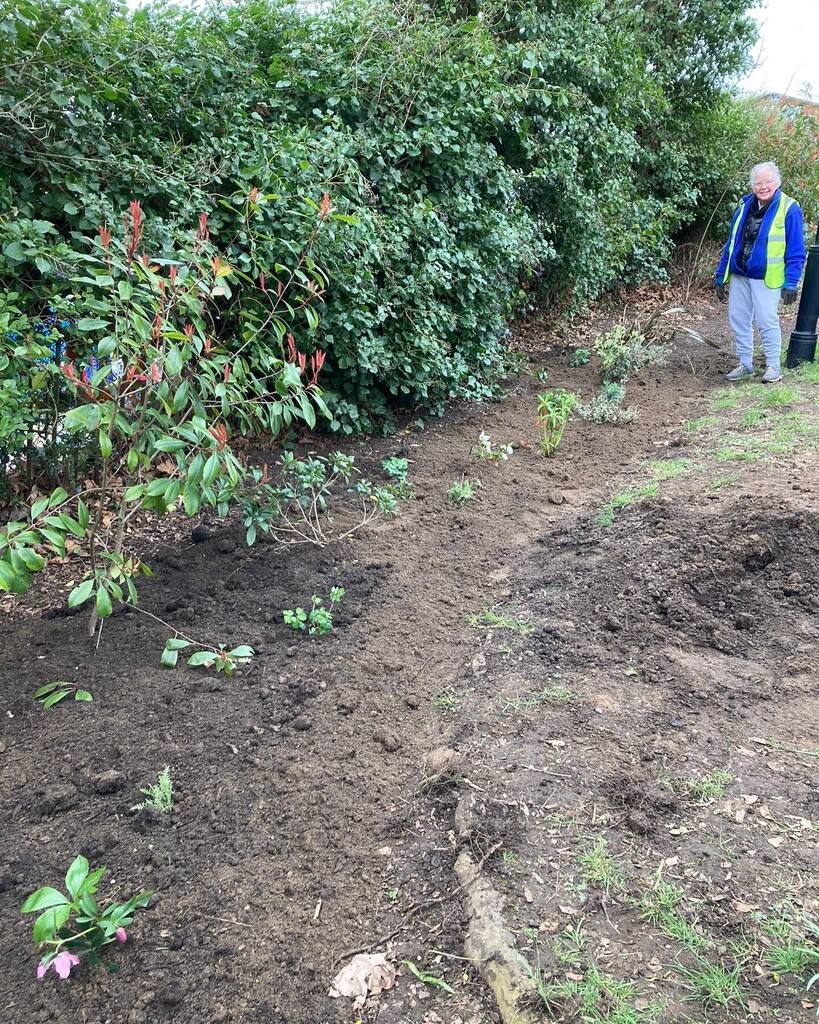 QueensPromenade's tweet photo. Meanwhile, at the Grove Road entrance at our Woodland Garden, we definitely took inspiration from @kewgardens with their winter planting at their entrance, near the cafe. We now have the start of a proper flower bed, with #hellebores, #euphorbias, #aqual… https://t.co/Fvj9NgMITD https://t.co/Bl27vGx8mI