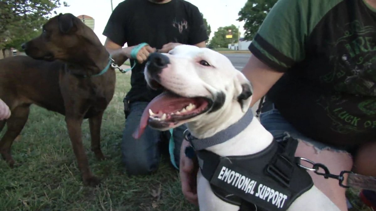 Pit Bulls Against Discrimination tweet media