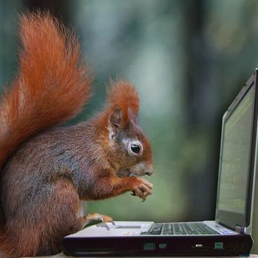 RedSquirrelsinW's tweet photo. How hard should it be to get another 1,800 signatures to save the red squirrel? It appears on Springwatch year on year, adorns wildlife charity magazine covers and it's as cute as anything! [📷NWWT]

https://t.co/hIBnXNLQ1I https://t.co/dEe0u5MI3W
