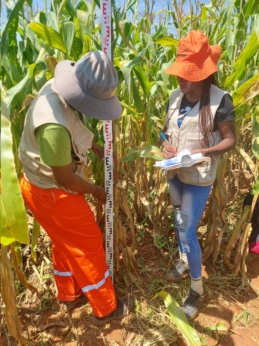 Estamos na recta final na recolha de dados no ensaio multilocal na Humpata, com toda a equipe envolvida no registo de informação que irá permitir a utilização do pacote estatístico do livro de campo  onde se irá  caracterizar as diferenças significativas entre genotipos de milho
