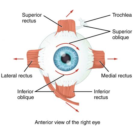 MedicalMnemonik's tweet photo. Topic: Opthalmology #Anatomy
Subtopic: #Extraocular Muscles
Question: How many rectus muscles are in the eye?
Answer: Four
#Mnemonic/#Clue: A rectangle has 4 sides (rectus = rectangle) https://t.co/y3GnOAF2zQ