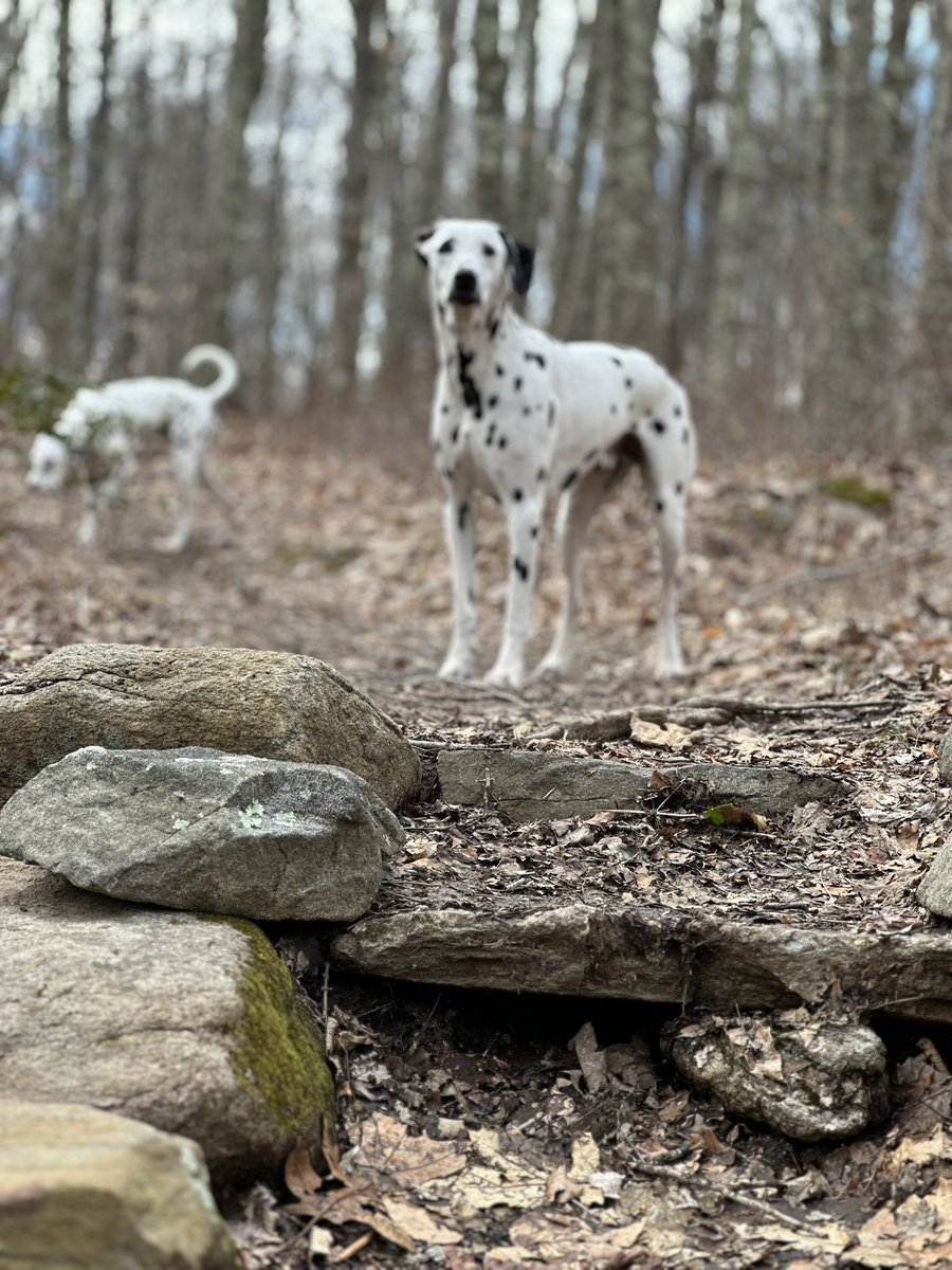 SeahorseInn's tweet photo. Back in my day a #noreaster meant being trapped in the house for days. Grateful #ctshoreline #madisonct had only heavy rain. Dogs didn’t get walked at all yesterday so we had some catching up to do. #hiking #DogsofTwittter #wttp #dogs #dogsarelove #dalmatians https://t.co/ivXO8qy46b
