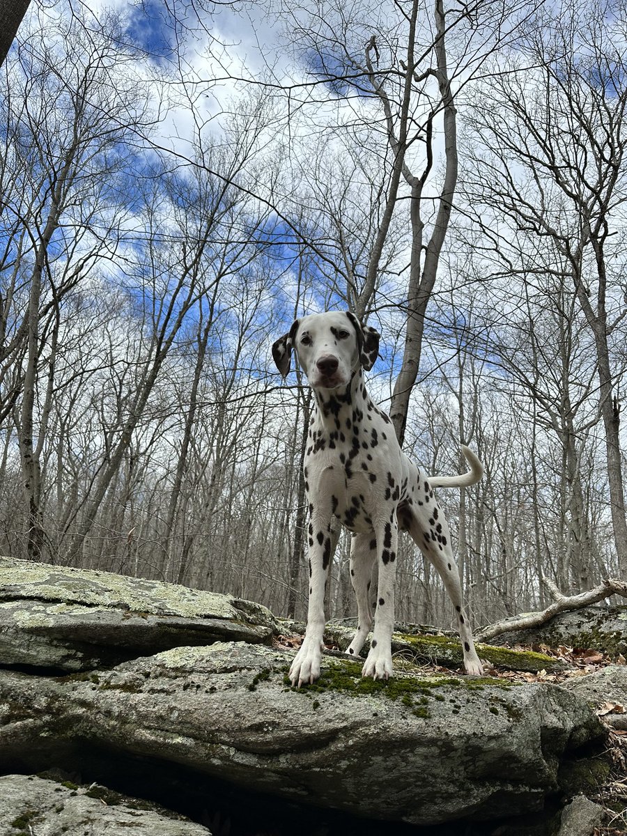SeahorseInn's tweet photo. Back in my day a #noreaster meant being trapped in the house for days. Grateful #ctshoreline #madisonct had only heavy rain. Dogs didn’t get walked at all yesterday so we had some catching up to do. #hiking #DogsofTwittter #wttp #dogs #dogsarelove #dalmatians https://t.co/ivXO8qy46b