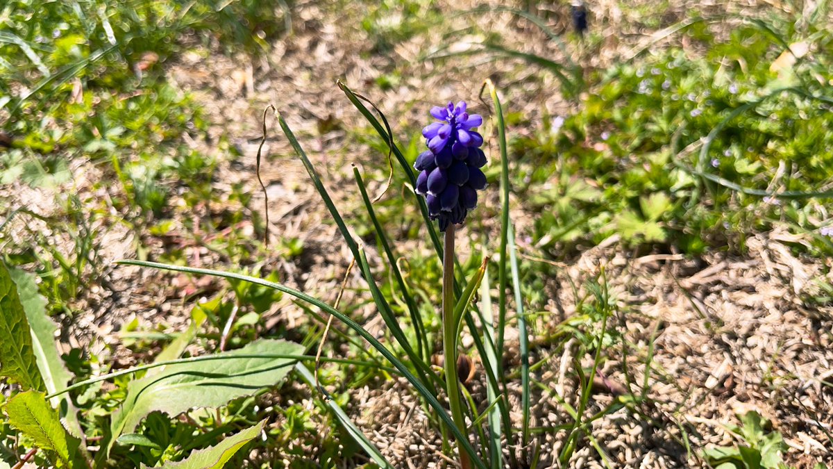 mrwryt's tweet image. This week, I started seeing this purple flower, and I’m 99% sure I’ve never seen it in my 42 years.

It’s called “Muscari neglectum” according to #wikipedia .

I’m pretty sure that’s Latin for someone who escapes a relationship due to toxic masculinity. #PrettySure