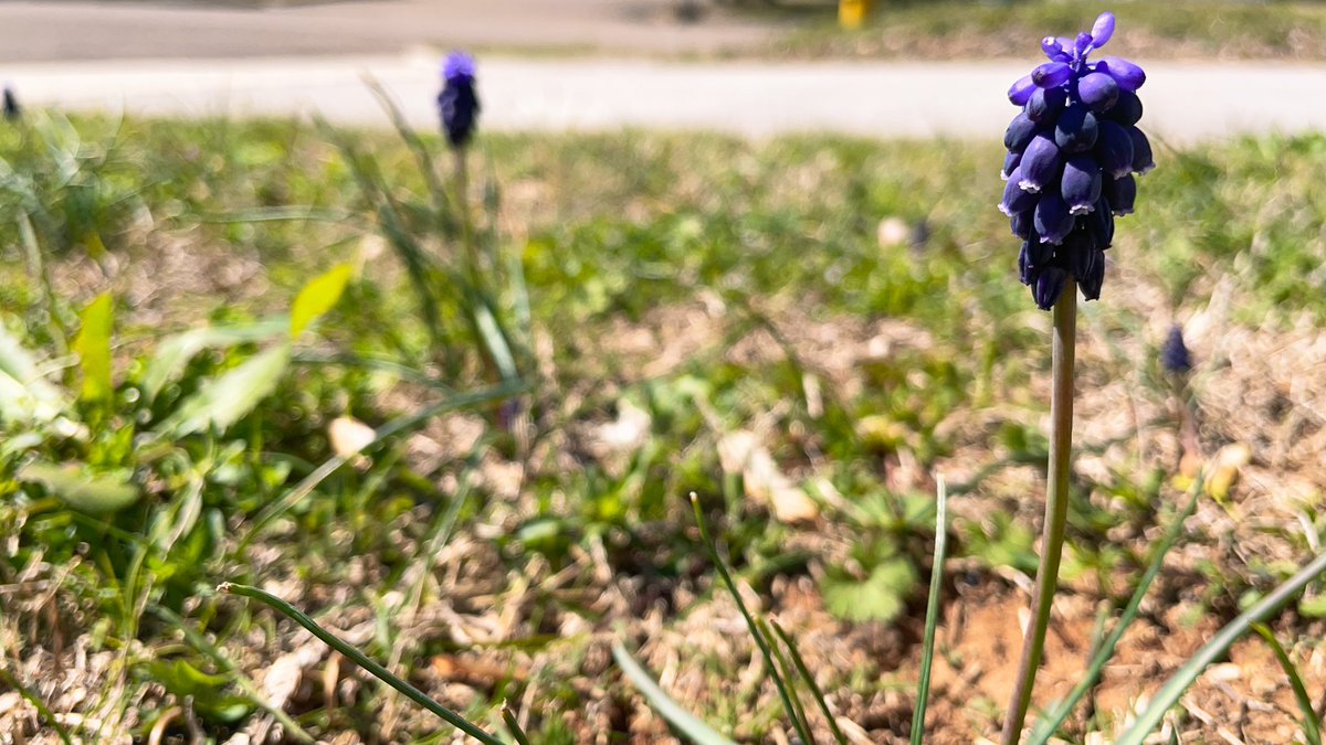 mrwryt's tweet image. This week, I started seeing this purple flower, and I’m 99% sure I’ve never seen it in my 42 years.

It’s called “Muscari neglectum” according to #wikipedia .

I’m pretty sure that’s Latin for someone who escapes a relationship due to toxic masculinity. #PrettySure