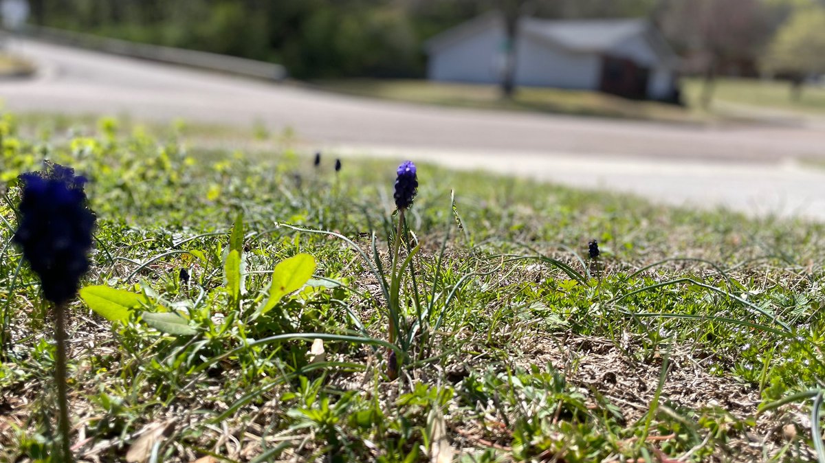 mrwryt's tweet image. This week, I started seeing this purple flower, and I’m 99% sure I’ve never seen it in my 42 years.

It’s called “Muscari neglectum” according to #wikipedia .

I’m pretty sure that’s Latin for someone who escapes a relationship due to toxic masculinity. #PrettySure