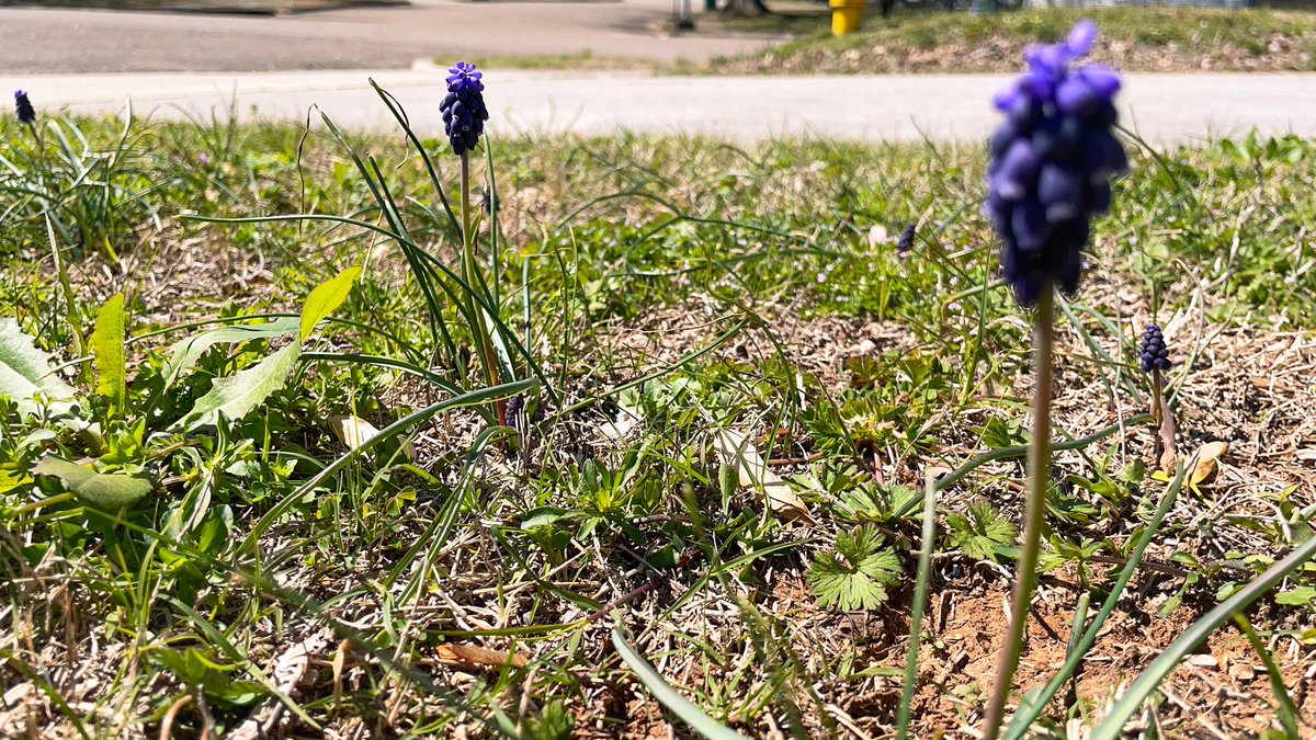 mrwryt's tweet image. This week, I started seeing this purple flower, and I’m 99% sure I’ve never seen it in my 42 years.

It’s called “Muscari neglectum” according to #wikipedia .

I’m pretty sure that’s Latin for someone who escapes a relationship due to toxic masculinity. #PrettySure