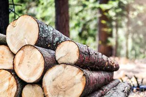 RGSGLaw's tweet image. Loggers are entitled to sufficient safety equipment, training, supervision, and assistance. 🥽 🌳 To understand who may be liable for your logging accident injuries, keep reading: buff.ly/3ZB76gV 

#workplaceaccident #workplacelawyer #loggingaccident #personalinjury