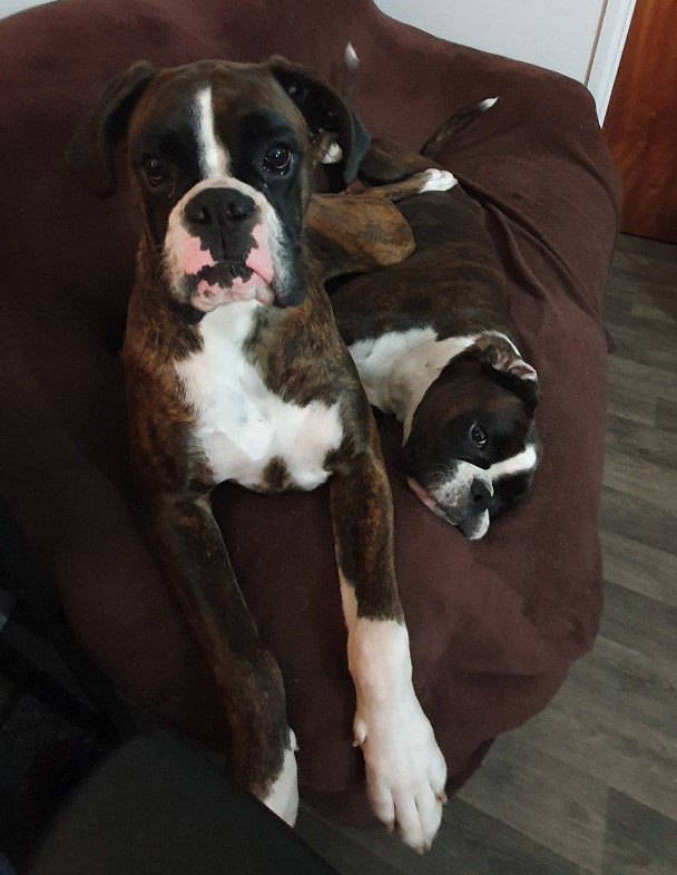 Poor Khaleesi getting squished by her daughter sitting on her. As you can tell Khaleesi isn't bothered. #boxerdog #boxersarefamily #dogsoftwitter #dogsarelove #boxers