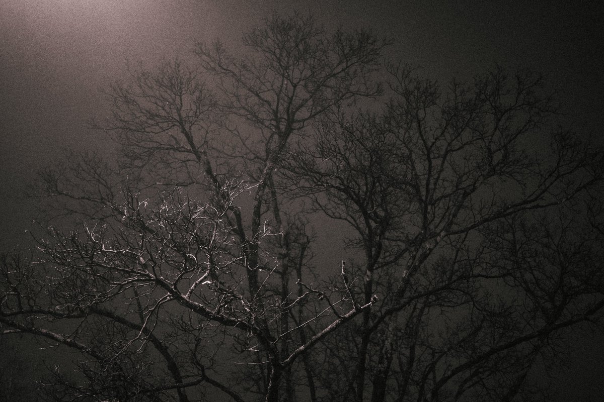 bryanpjackson's tweet photo. Photos from a foggy night https://t.co/muWuP4rE3y