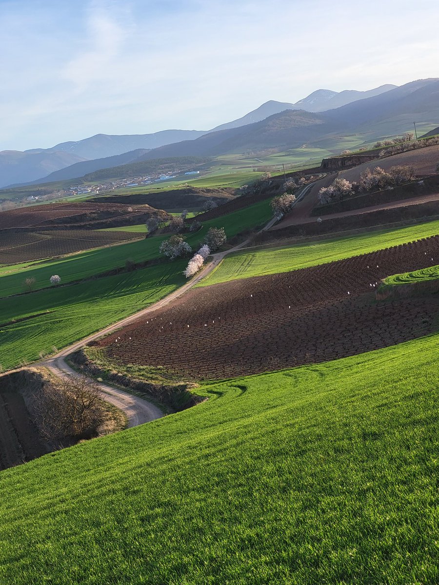 amantes_cycling's tweet photo. Otra tarde mas haciendo una Strade Bianche por la Rioja, que potencial tiene la zona y cuanto vendería al extranjero una carrera peofesional + cicloturista por aquí, pero esto es  soñar.... https://t.co/MytwZSM7M4