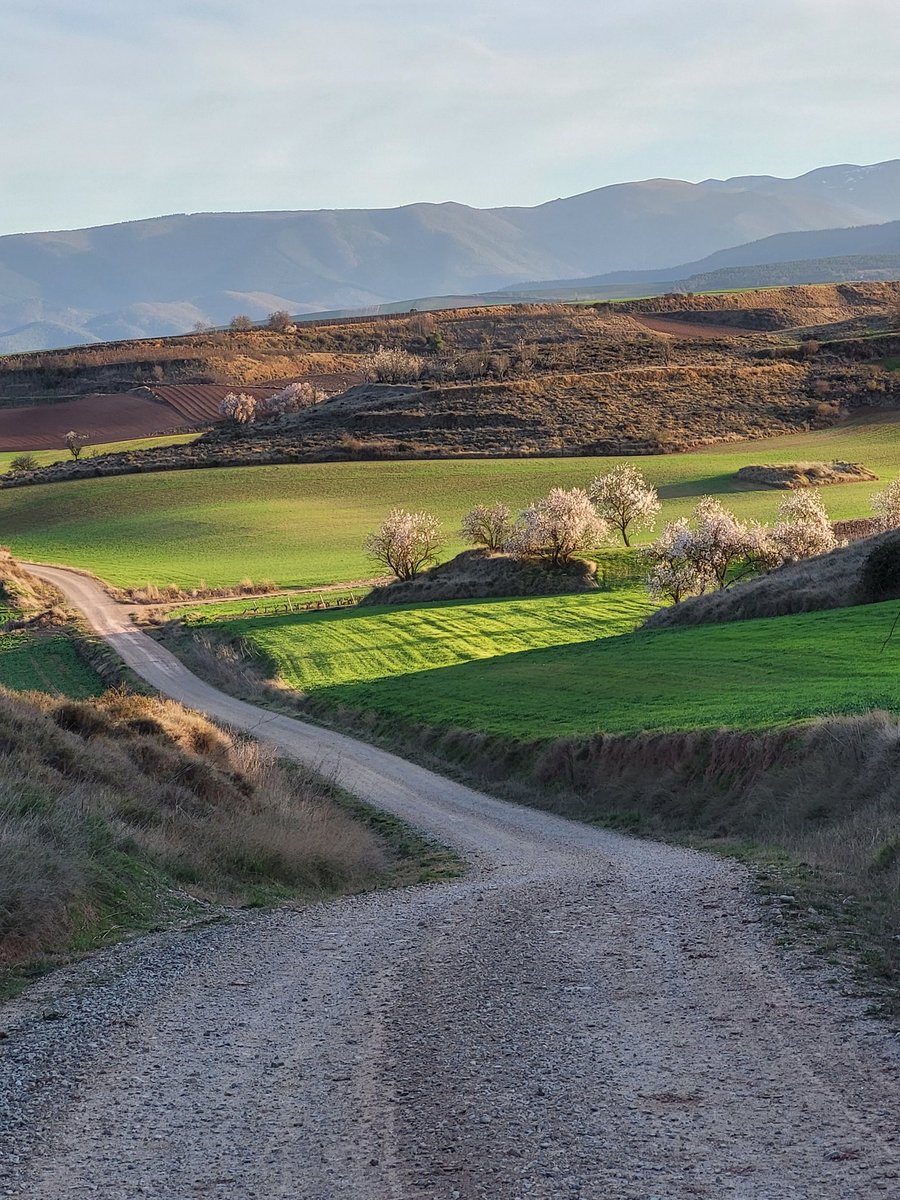 amantes_cycling's tweet photo. Otra tarde mas haciendo una Strade Bianche por la Rioja, que potencial tiene la zona y cuanto vendería al extranjero una carrera peofesional + cicloturista por aquí, pero esto es  soñar.... https://t.co/MytwZSM7M4