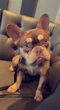 millypod1's tweet photo. 🆘14 MAR 2023 #Lost PEBLO #ScanMe
YOUNG Dark Brown/Caramel French Bulldog Male
Worcester Park #TheHamptons #KT4
#Sutton #London #Surrey
https://t.co/dZMOo1DnhJ https://t.co/yAPp2QY7eF