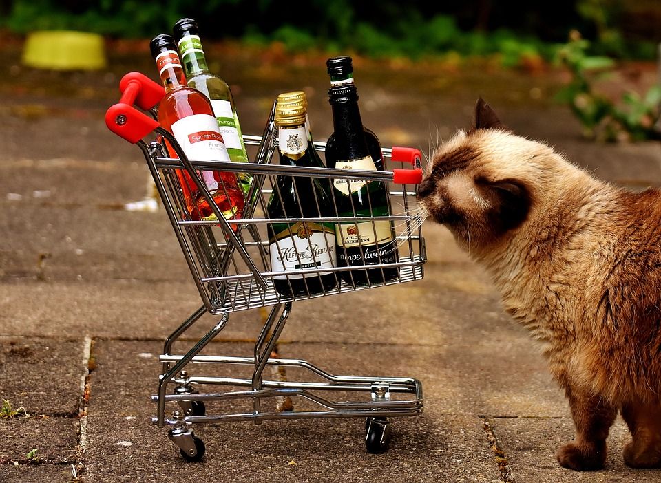 #gato #noalcohol #leyseca #stopdrinking #humor #pets #omg #fiestas #caturday #salud #cheers #cheerup #chinchin #gatito #petslover #kitten #sinalcohol #supermarkets #ipc #ofertas