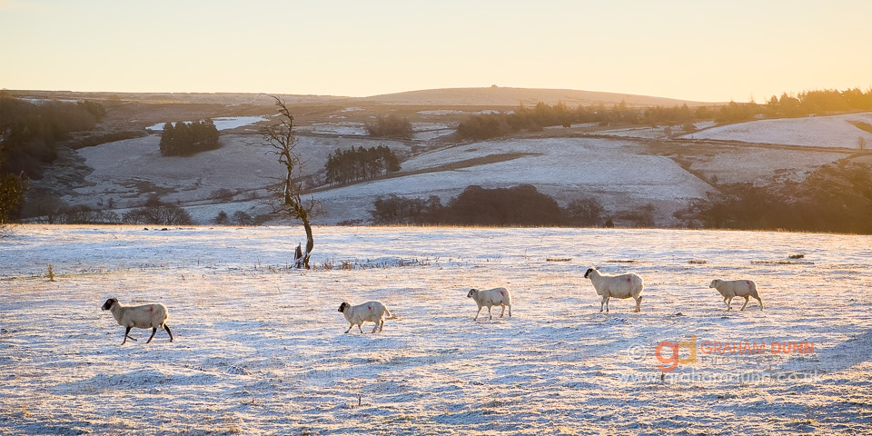 On a bit of a sheep theme at the moment! A very cute moment from earlier this winter on Strines Moor...
#PeakDistrict #sheepinthesnow #StrinesMoor #uniquedistrict #visitpeakdistrict #wintersunrise #snowylandscape #landscapephotography #southyorkshire