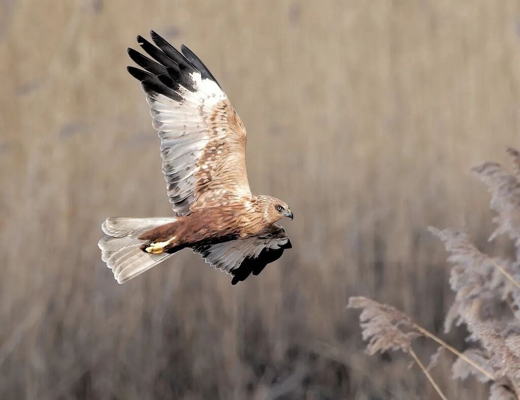 nickhowe56's tweet photo. Marsh Harrier at RSPB Ham Wall, Somerset a couple of weeks ago
#birdsofpreyofinstagram #birdsofpreyphotography #marshharrier #britishbirds #britishbirdphotography #ukbirds #birdphotography #ukbirdwatching #ukwildlife #britishwildlife #wildlifephotogr… https://t.co/ltBbiXizlg https://t.co/rchfdbfk2Z