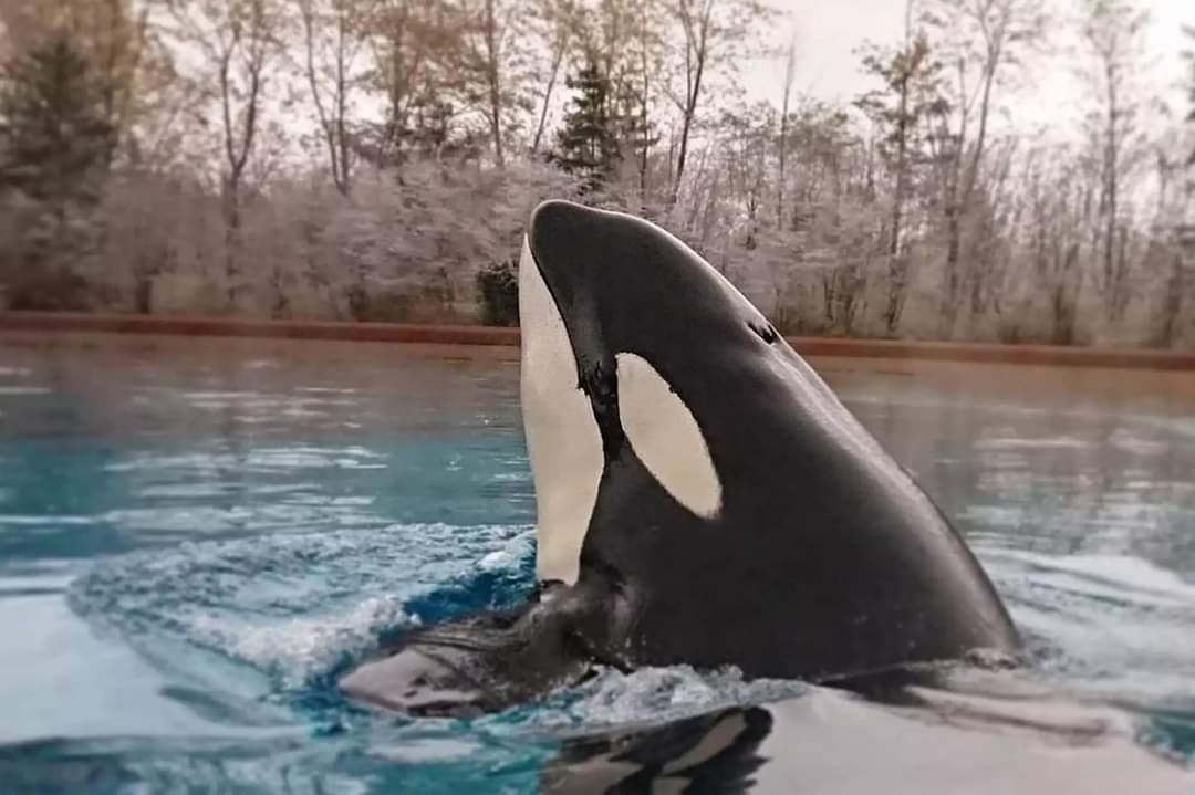 Everyone has the right to grieve over the loss of Kiska. That includes those who did not agree with her captivity. Her presence, her life, her story, was that  strong and special that it impacted people on both sides of the fence. That's something we can all be proud of.