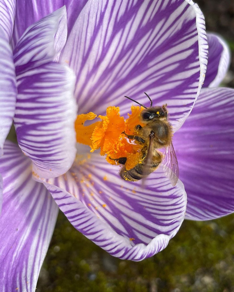 FlowerCount's tweet photo. Can you BEE-lieve it?! 🐝 It’s the final day of #FlowerCount! 🌹
Submit your final counts by 3pm today for a chance to have your municipality declared this year’s Bloomingest Community! 🌼
Tune into @CHEK_News’ Upside Broadcast this afternoon to see the winning municipality, winning school, and the total number of blooms counted. With less than 3 hours to go, it’s anyone’s game! ⏰
📷: mry_sunshine