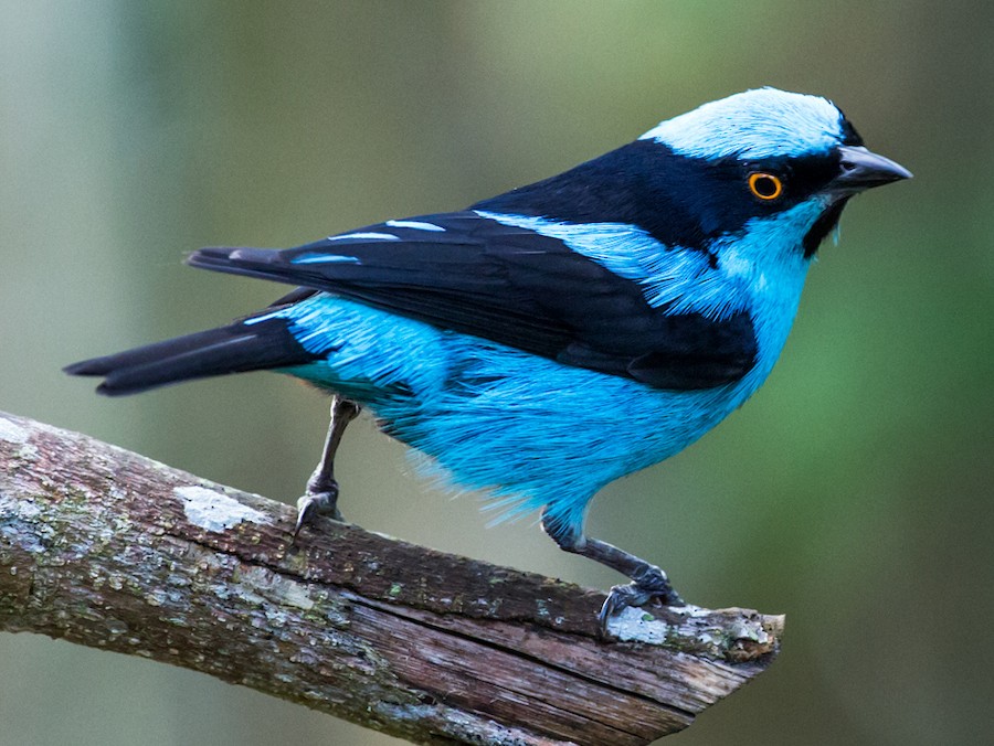 my_opinion5's tweet photo. Turquoise Dacnis is a small bird originally exhibits it's presence in Colombia in small amount. Currently near to Endangered list in IUCN due to habitat loss.
@nehaa_sinha @IUCN #birdwatching #Colombia #birds #wildlifephotography #birdlifescience #environment #BirdsSeenIn2023 https://t.co/cDo8dIQriR