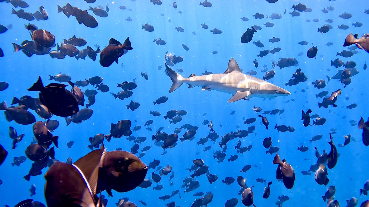 A juvenile Galapagos shark carving it’s way through a sea of Ascension Island ‘blackfish’

#AscensionIsland #Shark #Blackfish #Triggerfish #DarwinPlus #SharkScience