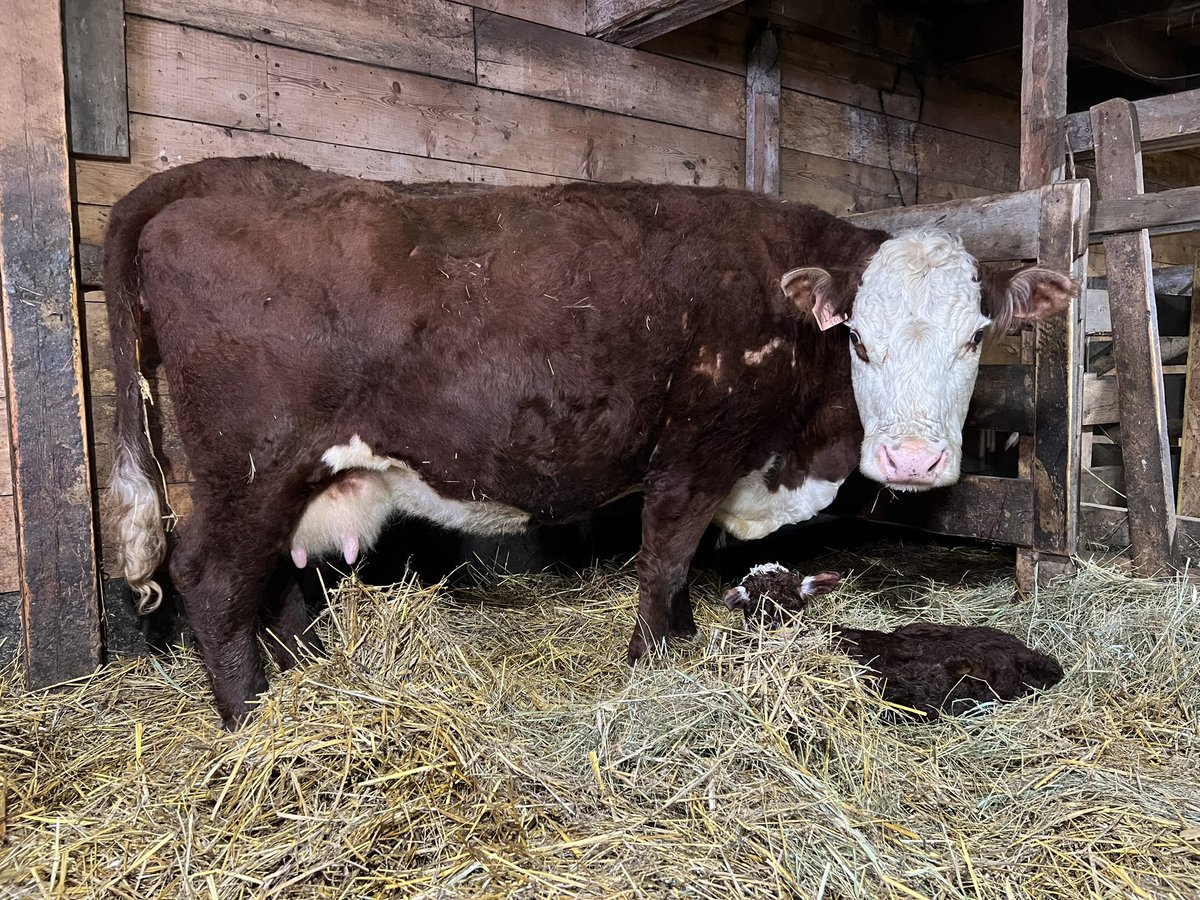 farmgirlkjb's tweet photo. I try not to have a favourite cow because then something bad will happen. But I really like this girl! She is 15, never missed a year and her udder is better than some of my younger cows. I was hoping for a heifer but itβs a boy! #canadianherefords #Dixie15U #π https://t.co/vbXL5BEPqX
